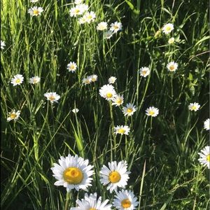 Meet your Posher, Mccall